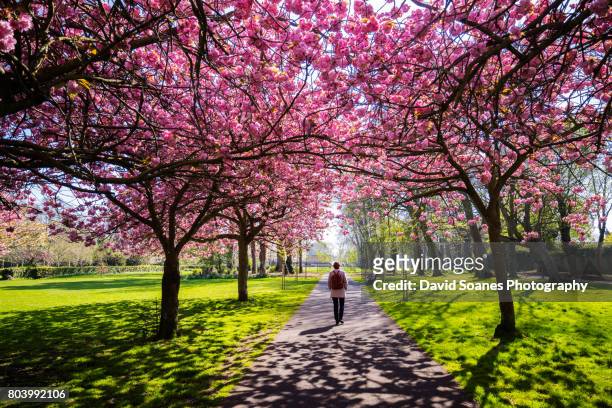 cherry blossoms in herbert park in dublin, ireland - life and landmarks in the irish capital of dublin fotografías e imágenes de stock
