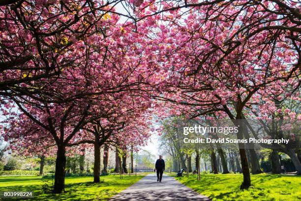 cherry blossoms in herbert park in dublin, ireland - life and landmarks in the irish capital of dublin fotografías e imágenes de stock