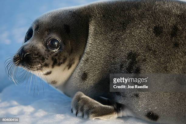 Harp seal pup lies on an ice floe March 27, 2008 in the Gulf of Saint Lawrence in Canada. Canada's seal hunt is expected to start tomorrow and the...