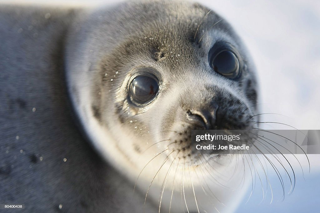 Canada Raises Quota For Controversial Seal Hunt