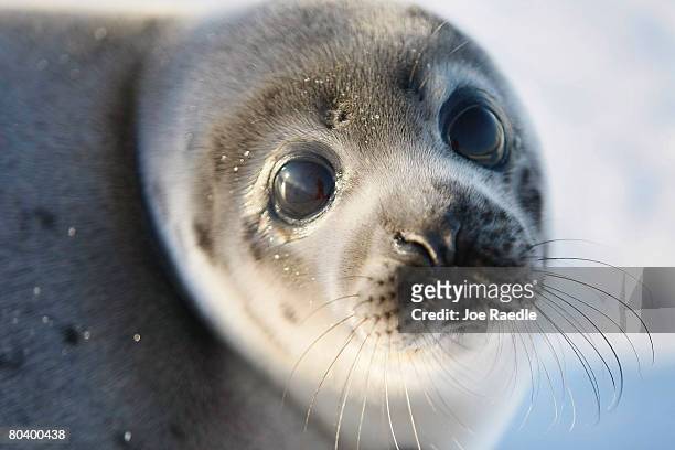 Harp seal pup lies on an ice floe March 27, 2008 in the Gulf of Saint Lawrence in Canada. Canada's seal hunt is expected to start tomorrow and the...