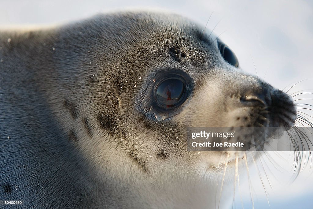 Canada Raises Quota For Controversial Seal Hunt