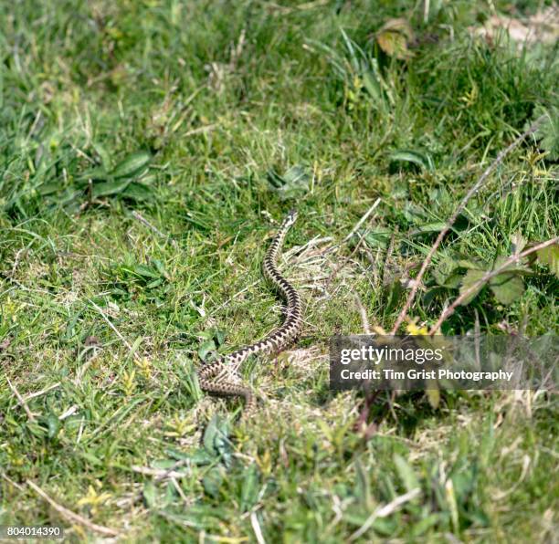 common adder (vipera berus) - vipera foto e immagini stock