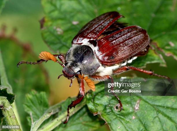 cockchafer  (melolontha melolontha) - june bug stock pictures, royalty-free photos & images