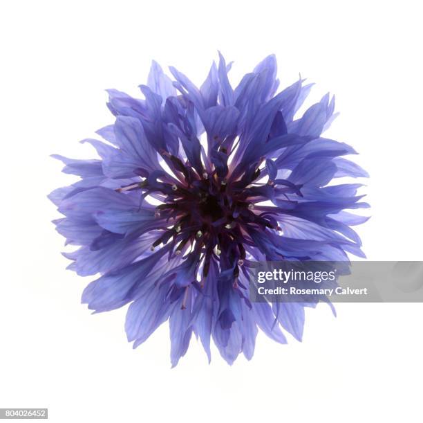 detail of blue cornflower from above on white. - blue flowers stock pictures, royalty-free photos & images