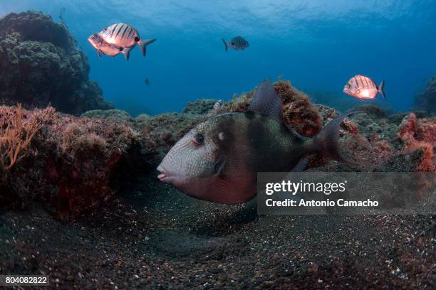 grey triggerfish - grey triggerfish stock pictures, royalty-free photos & images