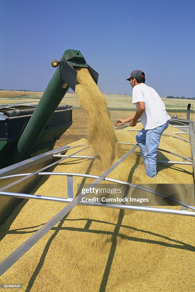 Man standing in truck full of grain and assisting loader
