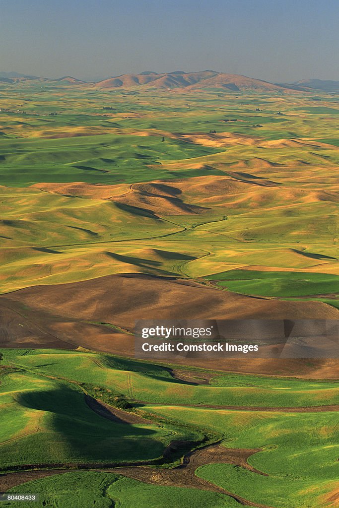 Undulating fields of Palouse farming region of eastern Washington