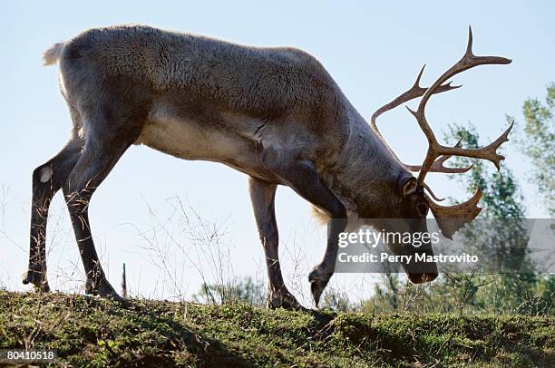 woodland caribou in field, sainte-anne-de-bellevue, quebec, canada - woodland caribou stock pictures, royalty-free photos & images