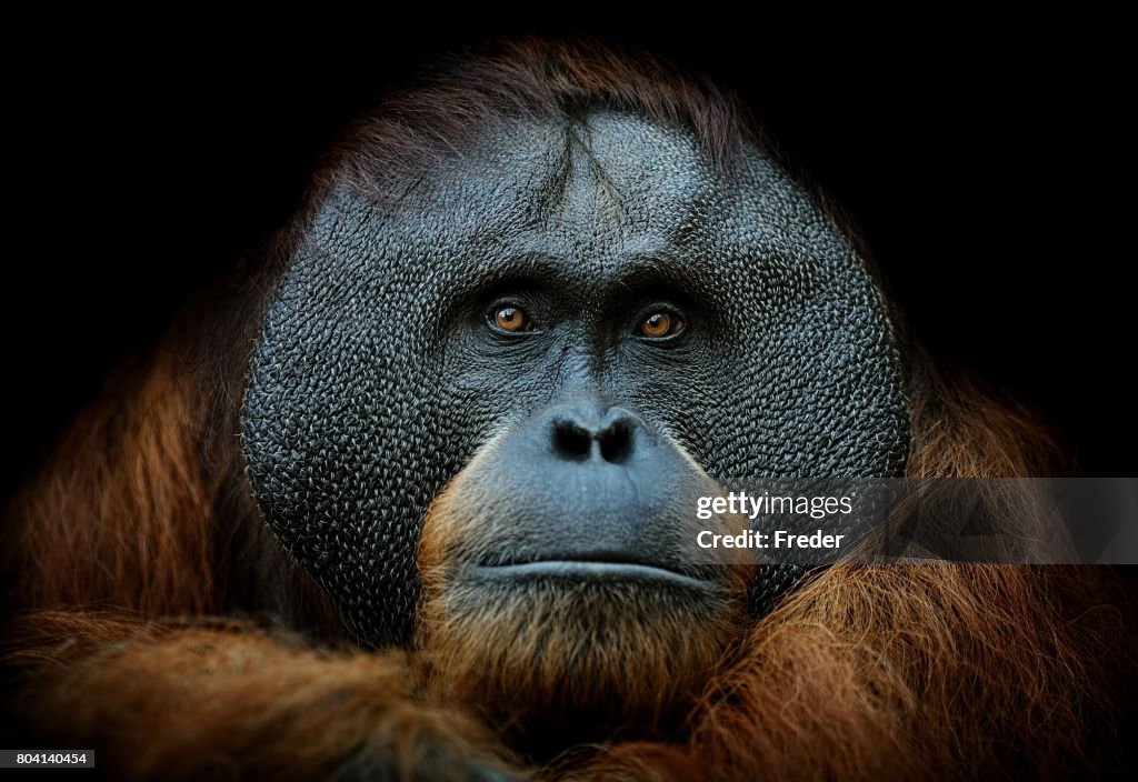 Orangután de Retratos