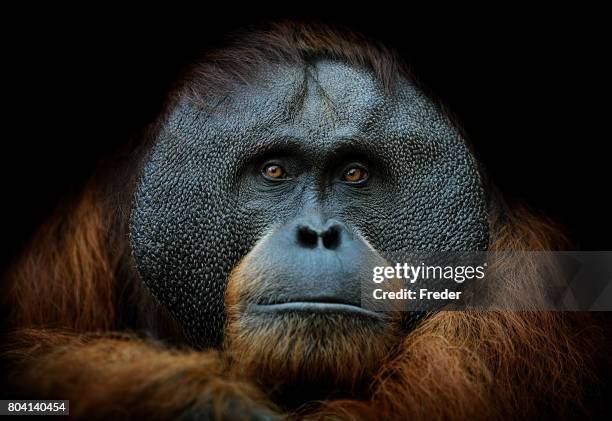 ritratto orango - sfruttamento degli animali foto e immagini stock