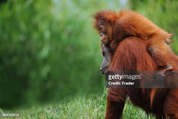 orangotangos de sumatra - orangotango de bornéu - fotografias e filmes do acervo