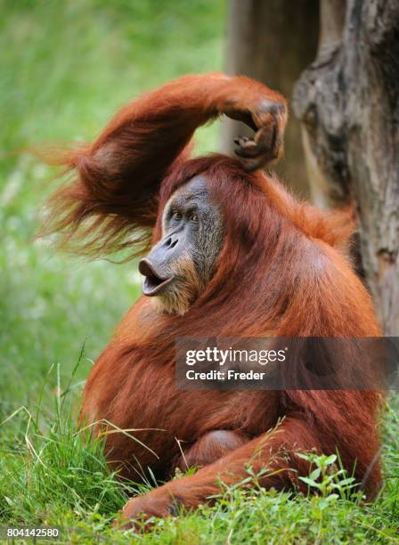 orang-utan - sich am kopf kratzen stock-fotos und bilder