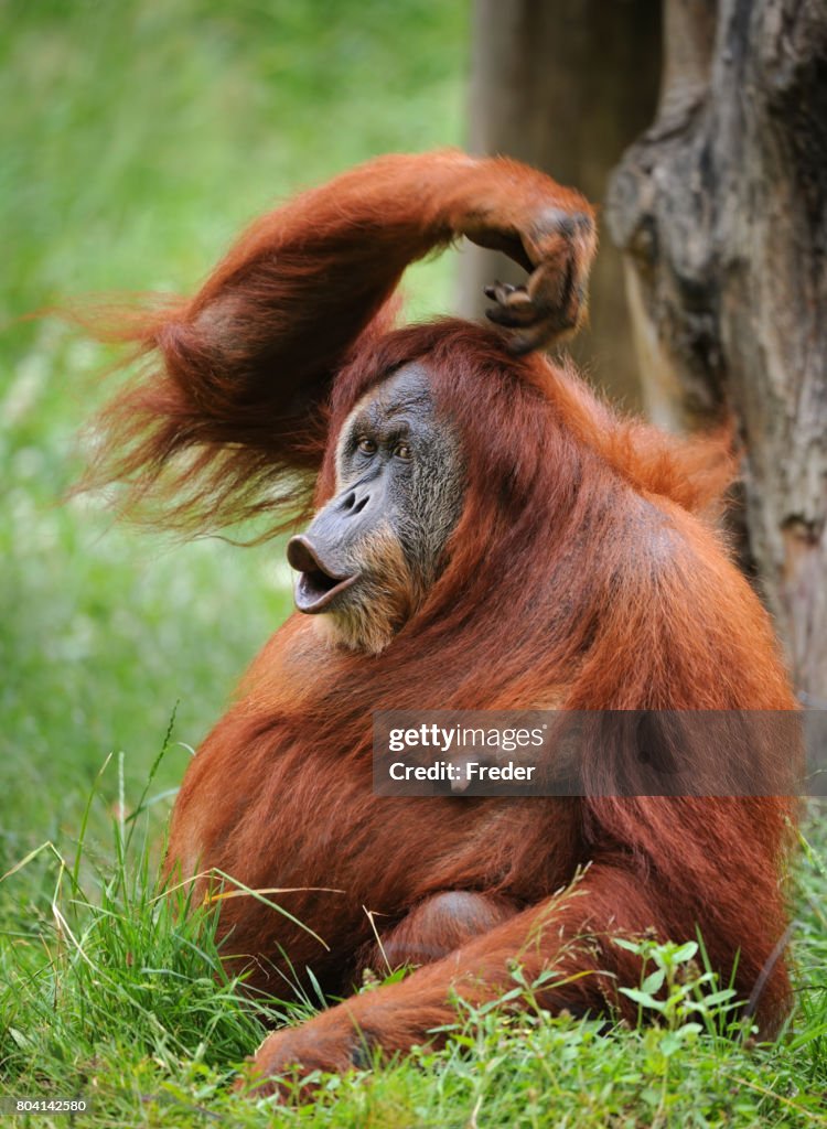 Orangutan