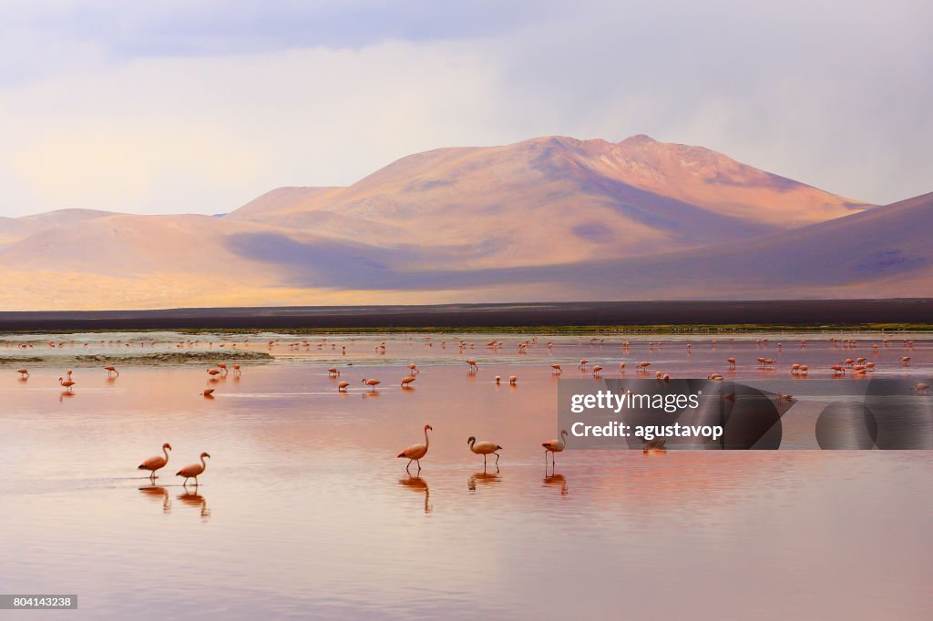 Beeindruckende Laguna Colorada - rote See Spiegelung, Anden Flamingos Vögel und idyllischen Altiplano Atacama-Wüste, vulkanische Landschaft Panorama – Potosi Region bolivianischen Anden, Bolivien