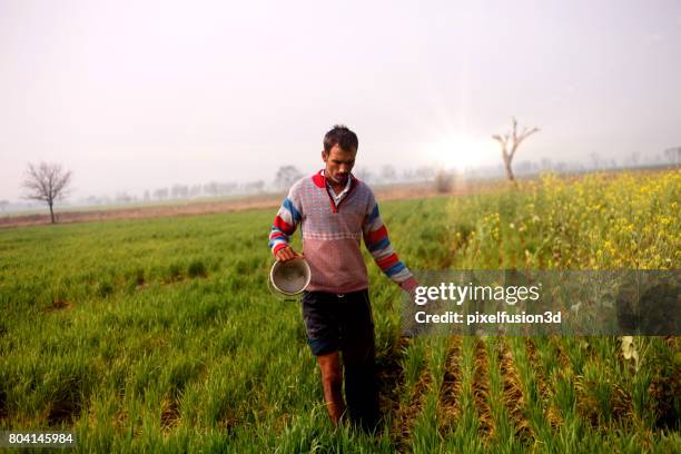 farmer spreading compost in the wheat field - making tea stock pictures, royalty-free photos & images