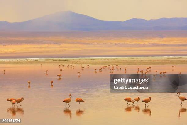 Beeindruckende Laguna Colorada - rote See Spiegelung, Anden Flamingos Vögel und idyllischen Altiplano Atacama-Wüste, vulkanische Landschaft Panorama – Potosi Region bolivianischen Anden, Bolivien