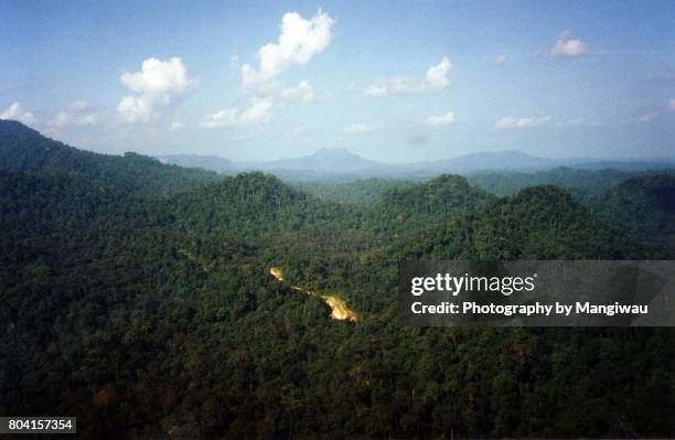 borneo rainforest - palangka raya stock pictures, royalty-free photos & images