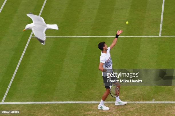 Seagull swoops past with Novak Djokovic of Serbia in action during his victory over Daniil Medvedev of Russia on Day 6 of the Aegon International...