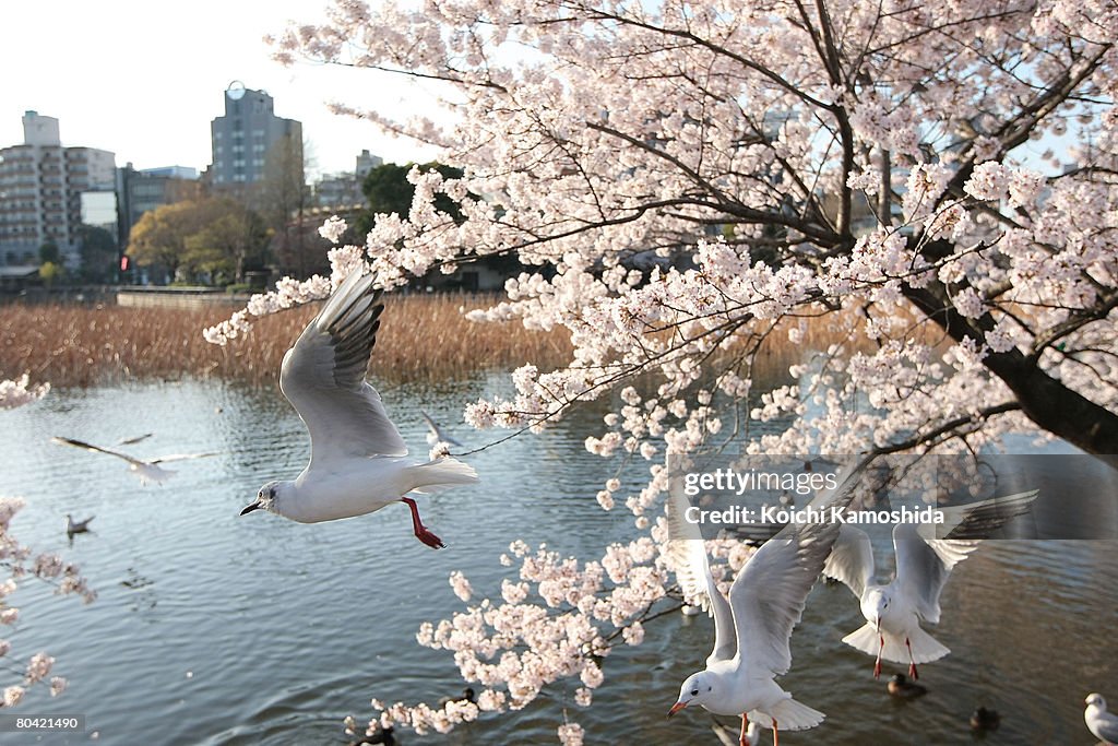 Cherry Blossoms Bloom In Tokyo