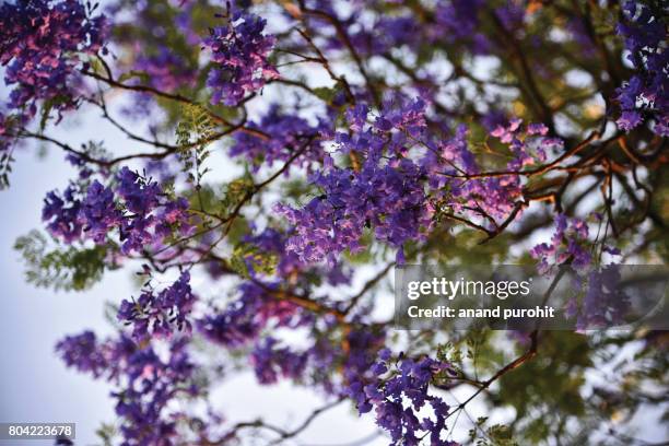 jacaranda mimosifolia trees in full bloom - jacaranda stock pictures, royalty-free photos & images