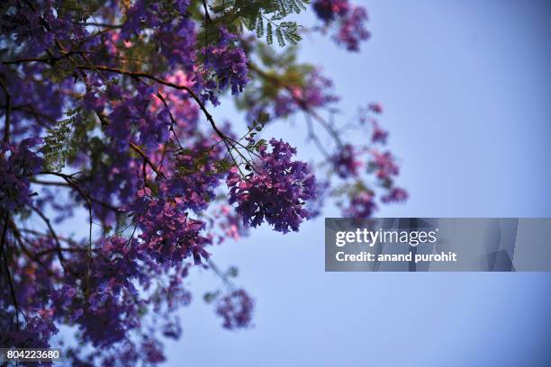 jacaranda mimosifolia trees in full bloom - ジャカランダの木 ストックフォトと画像