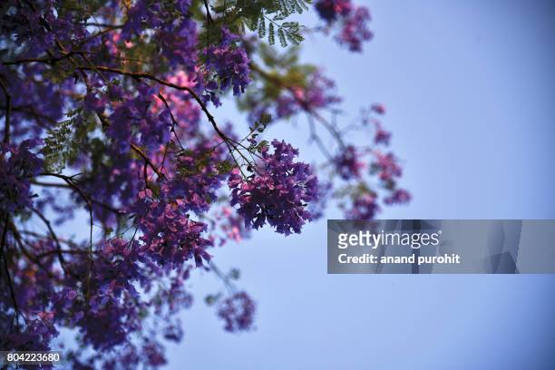 jacaranda mimosifolia trees in full bloom - jacaranda tree stock pictures, royalty-free photos & images