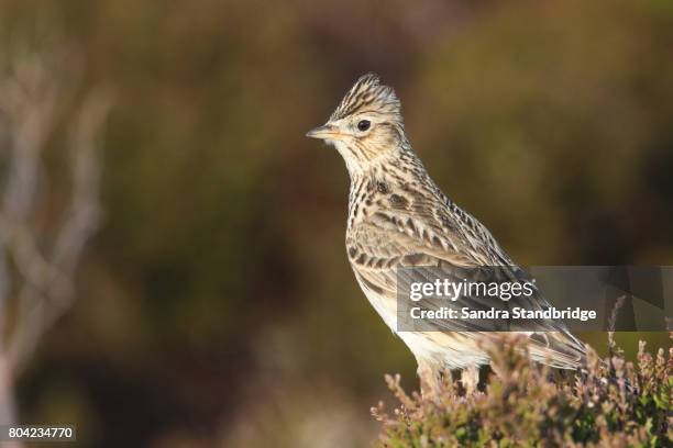 a beautiful skylark (alauda arvensis) perched on top of a heather bush . - alauda arvensis stock pictures, royalty-free photos & images