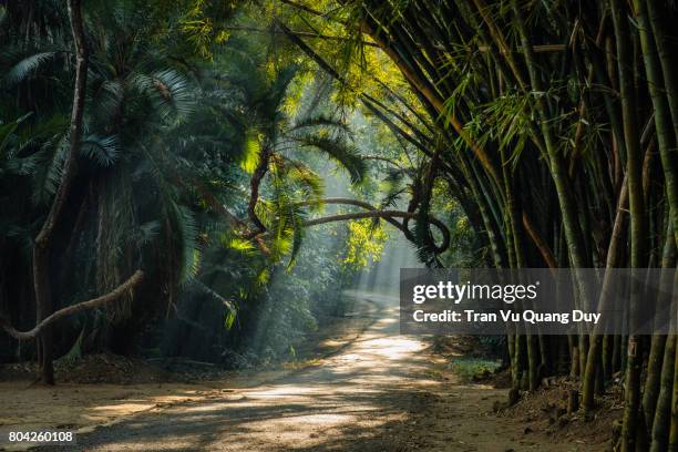 the sun shines through the rows of bamboo that make up the beautiful fog. - tropical forest fotografías e imágenes de stock