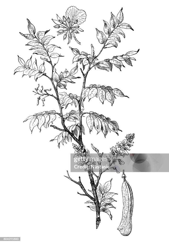 Quina (Myroxylon peruiferum)