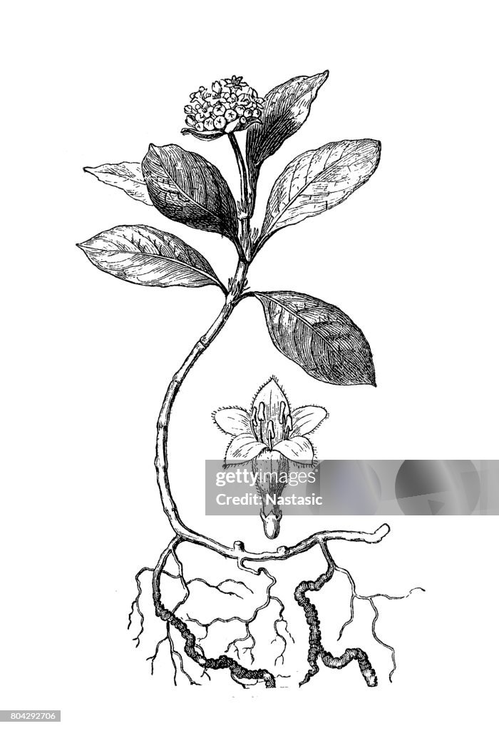 Ipecacuanha (Cephaelis Ipecacuanha