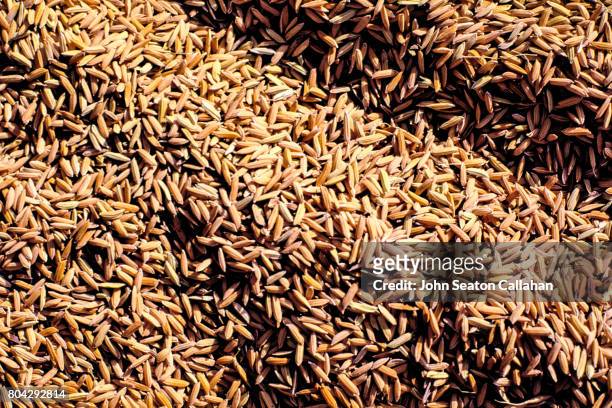 harvested rice - luzon stock pictures, royalty-free photos & images