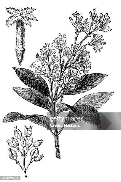 ilustraciones, imágenes clip art, dibujos animados e iconos de stock de quinina (cinchona calisaya) - quinina
