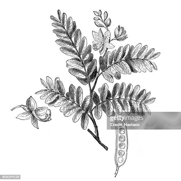 tamarind (tamarindus indica) - tamarind stock illustrations