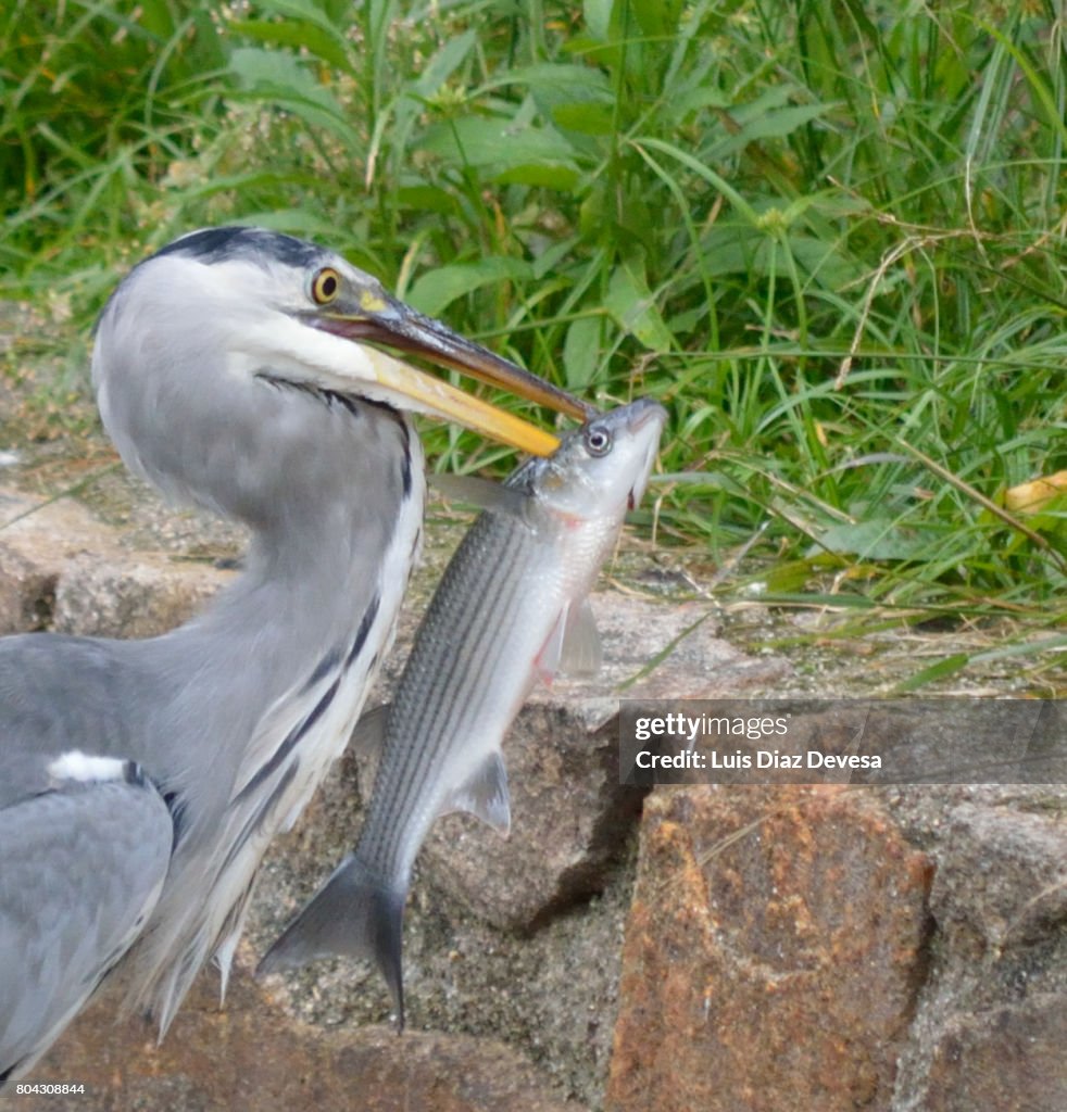 Heron eating at river