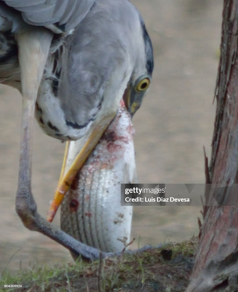 Heron eating at river