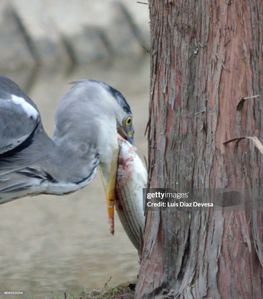 Heron eating at river
