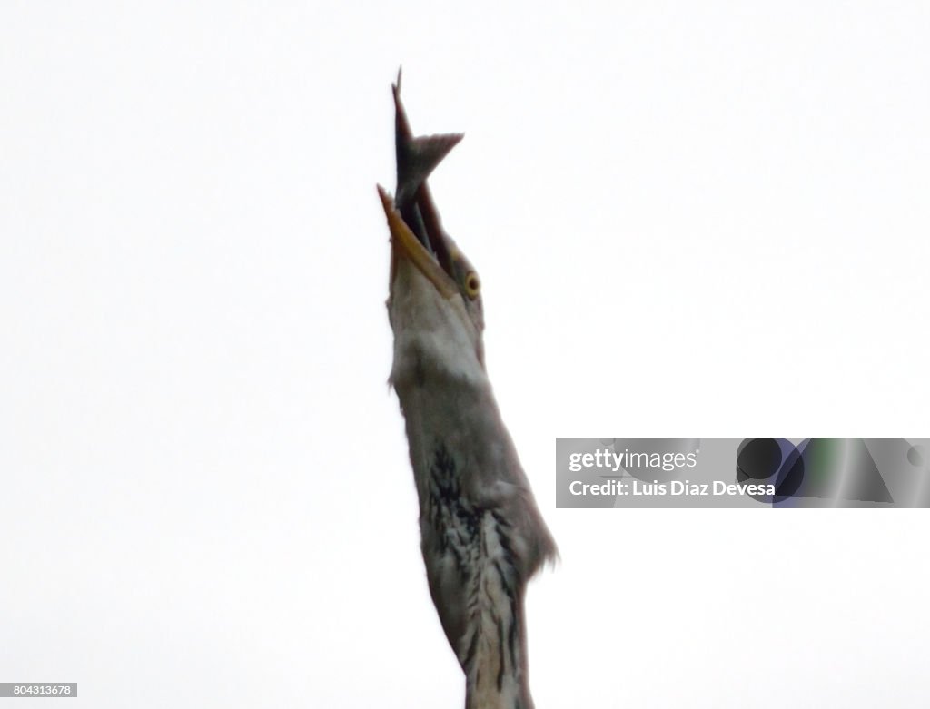 Heron eating at river