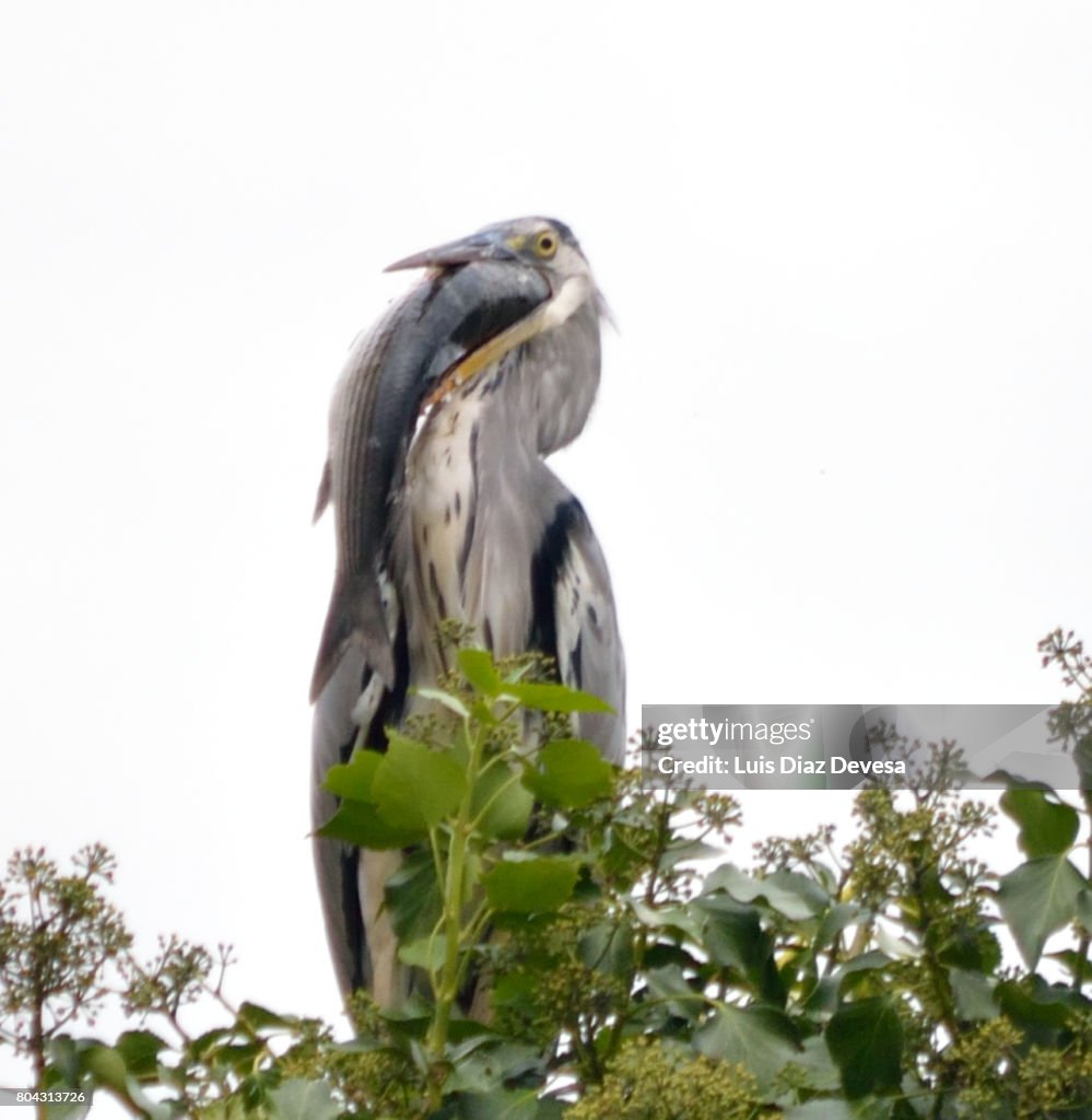 Heron eating at river