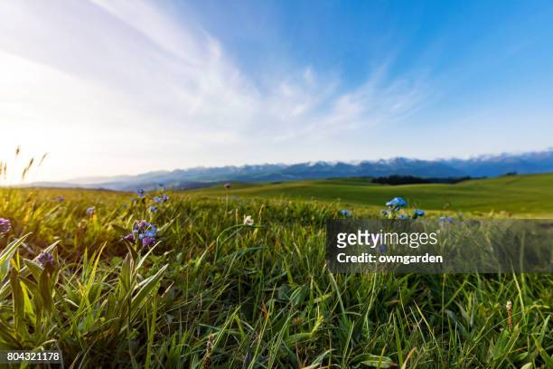 karajun grassland scenery,xinjiang,china - prateria campo foto e immagini stock
