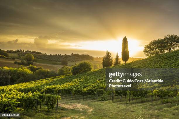 sunset at romita - italian cypress bildbanksfoton och bilder