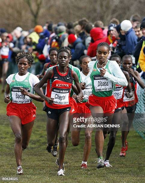 Genzebe Dibaba of Ethiopia leads the pack during the Junior Women's cross country race in the 36th IAAF World Cross Country Championships in Holyrood...