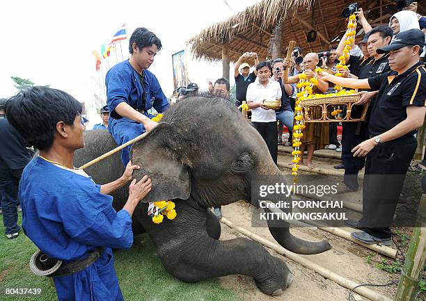 Buddhist monks sprinkle water on an elephant during an "elephant blessing ceremony" for the seventh King's Cup Elephant Polo tournament in the Golden...