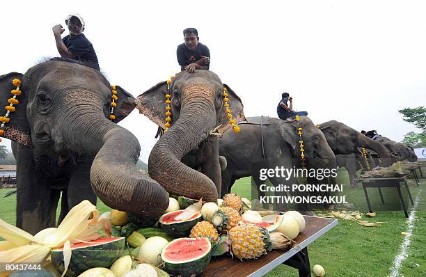 Elephants enjoy eating fruits during the "elephant buffet" as part of the seventh King's Cup Elephant Polo tournament in the Golden Triangle, some 50...