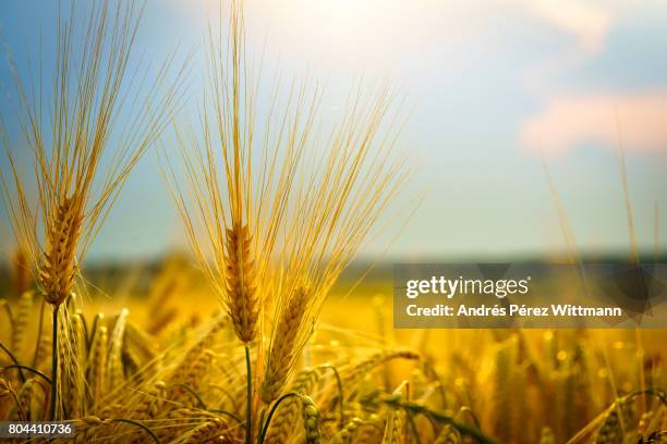 gerstenfeld im abendlichen gegenlicht mit blendenfleck - blendenfleck fotografías e imágenes de stock