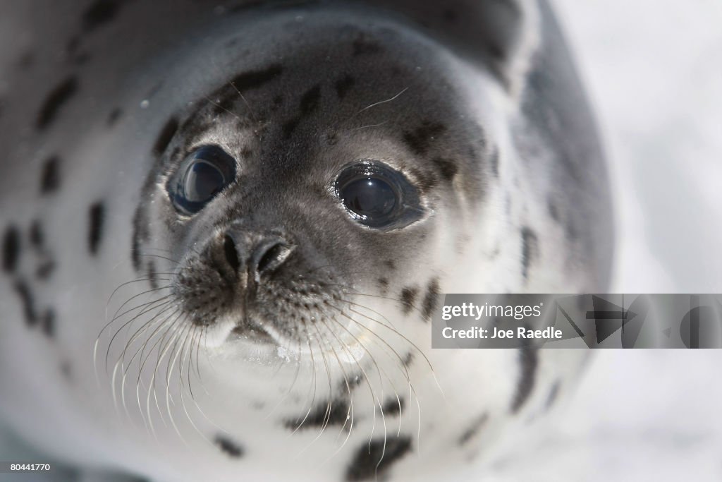 Canada Raises Quota For Controversial Seal Hunt