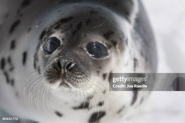 Harp seal pup lies on an ice floe March 31, 2008 in the Gulf of Saint Lawrence near Charlottetown, Canada. Canada's annual seal hunt is in its fourth...