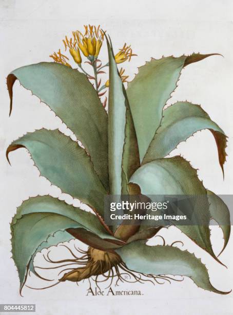 American Aloe , 1613. From Hortus Eystettensis by Basil Besler , 1613. Artist Unknown.