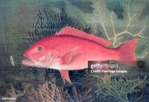 Sa Red Snapper 2,791 Sa Red Photos & High Res Pictures - Getty Images