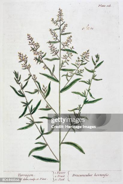 Tarragon, 1782. Plate 16 from A Curious Herbal by Elizabeth Blackwell, published in 1782. Artist Elizabeth Blackwell.